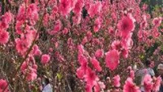 280,春回大地,賞花,熱度,節(jié)后,旅游 春回大地節(jié)后旅游復(fù)蘇，賞花游熱度上漲280%