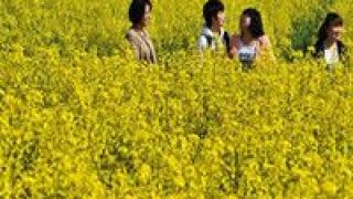 假期,旅游業(yè),開(kāi)啟,春天,這個(gè) 這個(gè)假期開(kāi)啟了旅游業(yè)的春天？