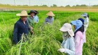 抗病,繁殖力,揭示,科學家,平衡,機制 科學家揭示植物抗病性與繁殖力平衡機制