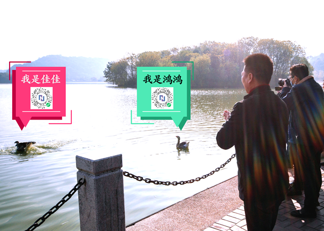 再添,篇章,天鵝,西湖,精彩,養(yǎng)殖 湖南農(nóng)業(yè)轉(zhuǎn)型再添精彩篇章：西湖天鵝飛 生態(tài)養(yǎng)殖興