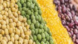  大豆擴種有喜有憂：政策引導增信心 價格波動存顧慮