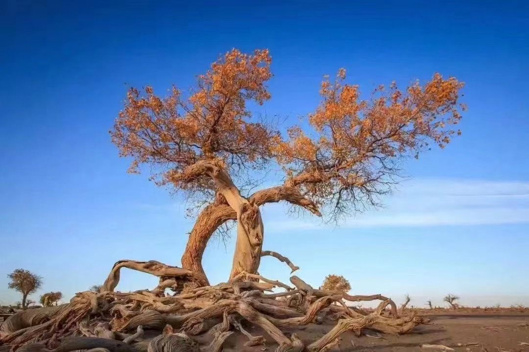  半導(dǎo)體遇砍單是階段性變化 中長期依然向好