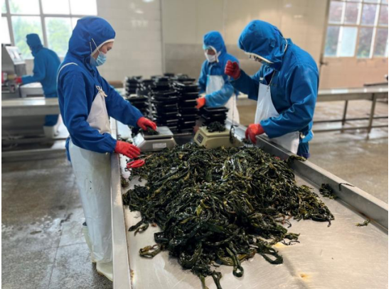 電商,不亮,榮成,借勢(shì),異軍突起,海帶 海帶從大變小 產(chǎn)業(yè)由弱變強(qiáng) 拼多多助力榮成海帶減損重振