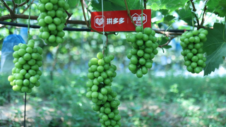 24,2000,農貨節,15,數字化,助力 拼多多啟動“超級農貨節”：24天投入15億資源，助力近2000農產區加速數字化