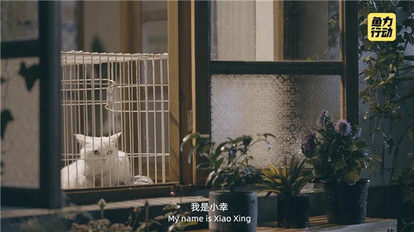 閑魚 魚力行動 領養救助 閑魚發起“魚力行動”，超20000只貓狗等待領養救助 