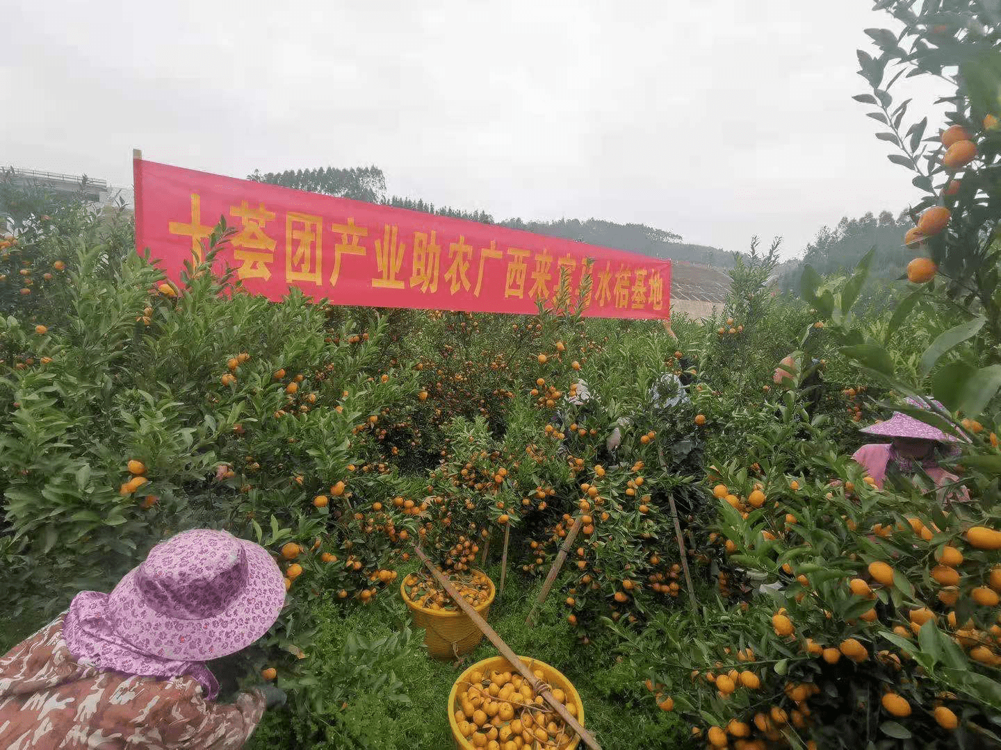 電商助農 十薈團 馬水桔 電商助農在行動 十薈團為廣西馬水桔找到新銷路 