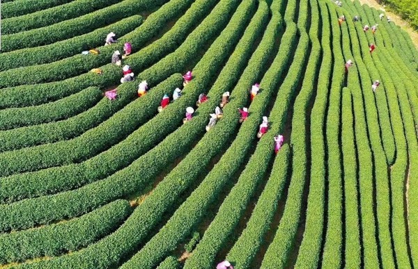 茶文化 杭州 茶博會(huì) “傳承茶文化、健康進(jìn)萬(wàn)家”，2021杭州茶博會(huì)將于3月26日開(kāi)啟