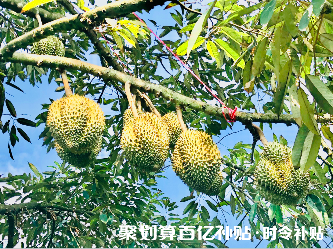 聚劃算 聚劃算百億補(bǔ)貼推“時(shí)令補(bǔ)貼” ，"貴族榴蓮"變"平民水果"