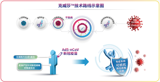 腺病毒載體 雙重保護，一針到位——帶你全面認識腺病毒載體新冠病毒疫苗