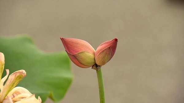 花西子 罕見“并蒂蓮”綻放中國(guó)花博會(huì), 恰與花西子品牌之花不期而遇！
